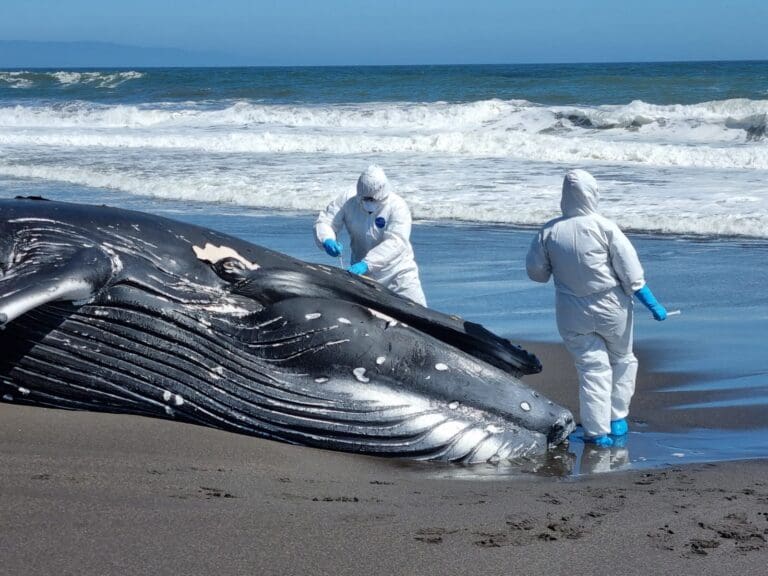 Sernapesca dispone antecedentes ante Fiscalía para iniciar investigación sobre muerte de ballena