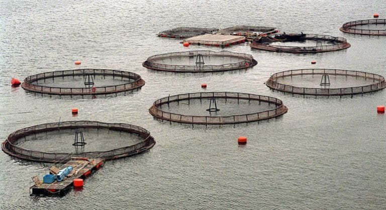 Superintendencia del Medio Ambiente solicita información a empresas salmoneras por muerte de ballenas en Magallanes y Aysén