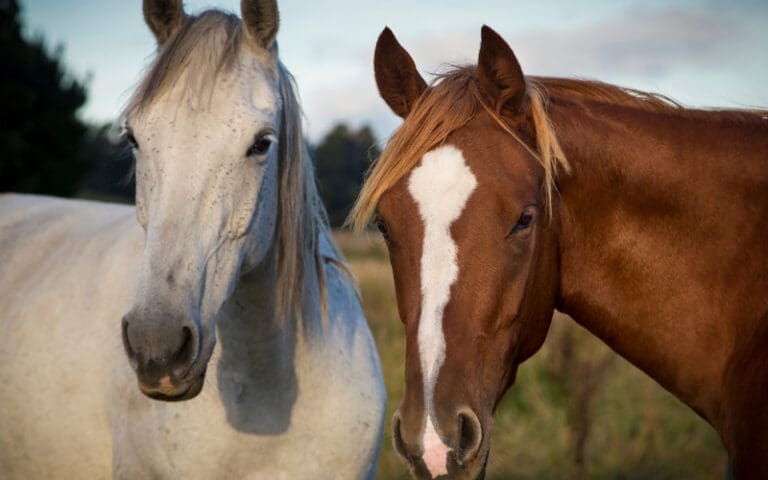 Municipalidad de Punta Arenas responde a acusaciones del SAG por problemática de caballos sueltos
