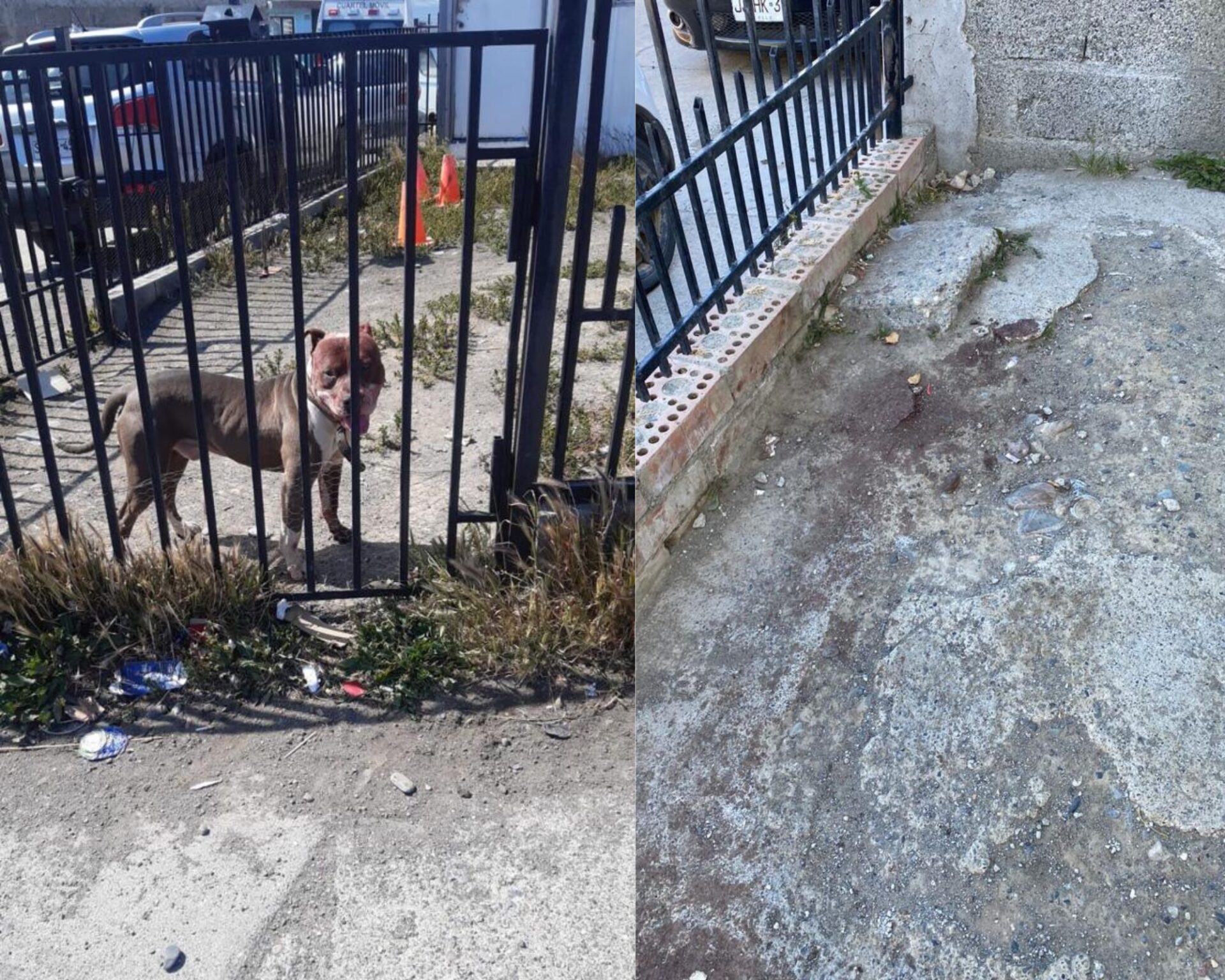 Tragedia en Pasaje Islas Ildefonso: ataque de perros pitbull provoca la  muerte de una mascota - ITV Patagonia