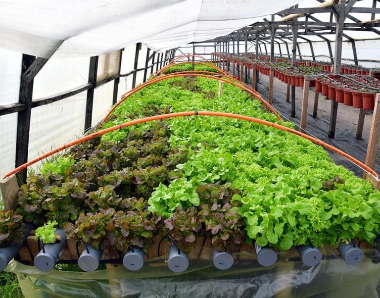 Agricultores de Punta Arenas superan el frío con éxito en hidroponía gracias a Indap