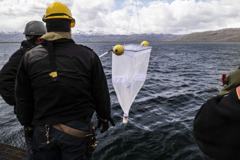 Investigación científica en Magallanes: crucero CIMAR aborda patrones de cetáceos y productividad marina