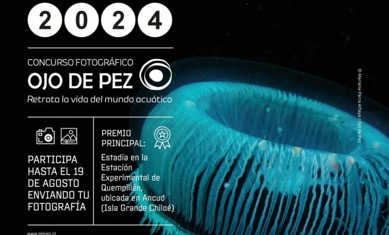 Concurso Fotográfico Ojo de Pez 2024: resaltando la belleza y diversidad de los ecosistemas acuáticos en Chile