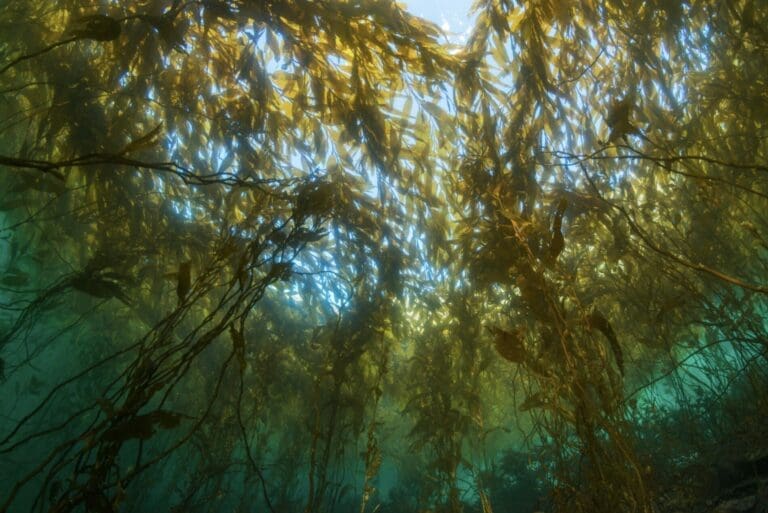 Científicos demandaron mayor protección para los bosques de macroalgas en Latinoamérica