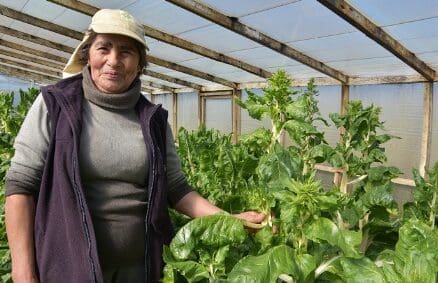 Próximo lunes se conmemora el Día del Campesino y Campesina en Chile: reflexiones del director de INDAP