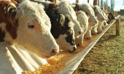 Amplían plazo para postulación a Fondo de Incentivo para Compra de Alimentos para ganadería
