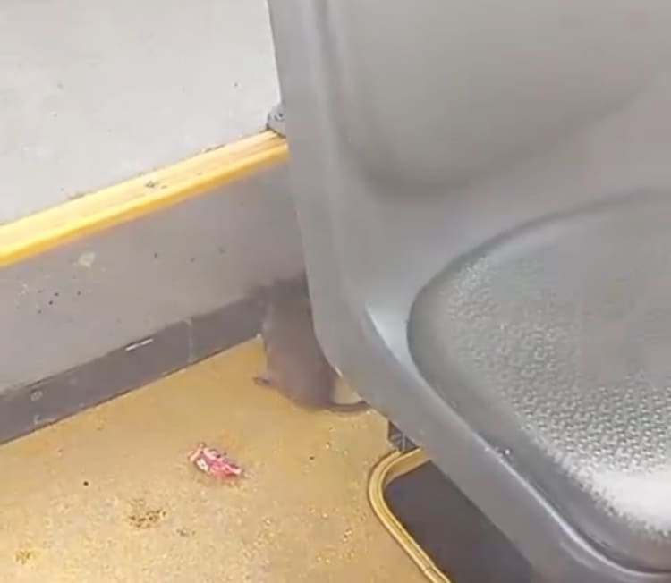 [Video] Choferes de Ascendal no prestaron servicio durante esta mañana por presencia de ratones en buses
