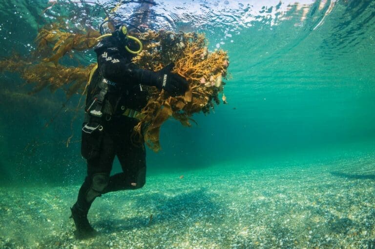 Nuevo libro “Bosques Submarinos de la Patagonia” explora la evolución y biodiversidad del huiro