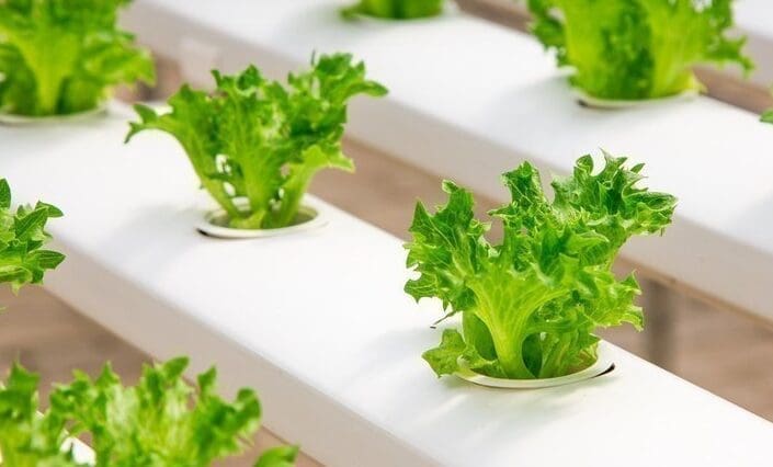 Presentan innovador proyecto para resolver la soberanía alimentaria en Magallanes