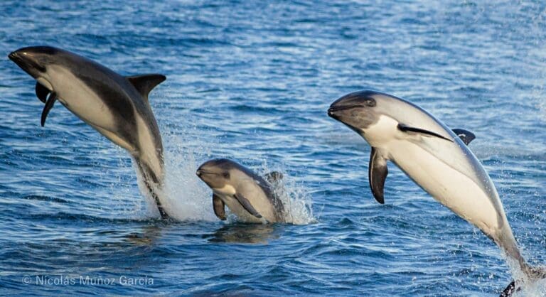 Inusual interacción entre marsopas espinosas y delfines australes en el Estrecho de Magallanes