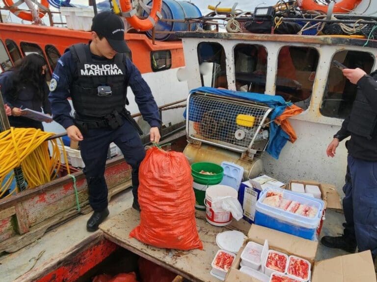 Incautan más de 980 kilos de centolla procesada ilegalmente en Puerto Natales