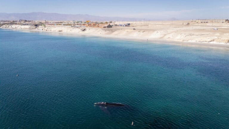 Aumentan los avistamientos de ballena franca austral en la costa chilena