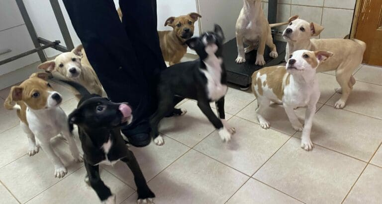 Canil Municipal de Punta Arenas: Refugio y rehabilitación para animales abandonados
