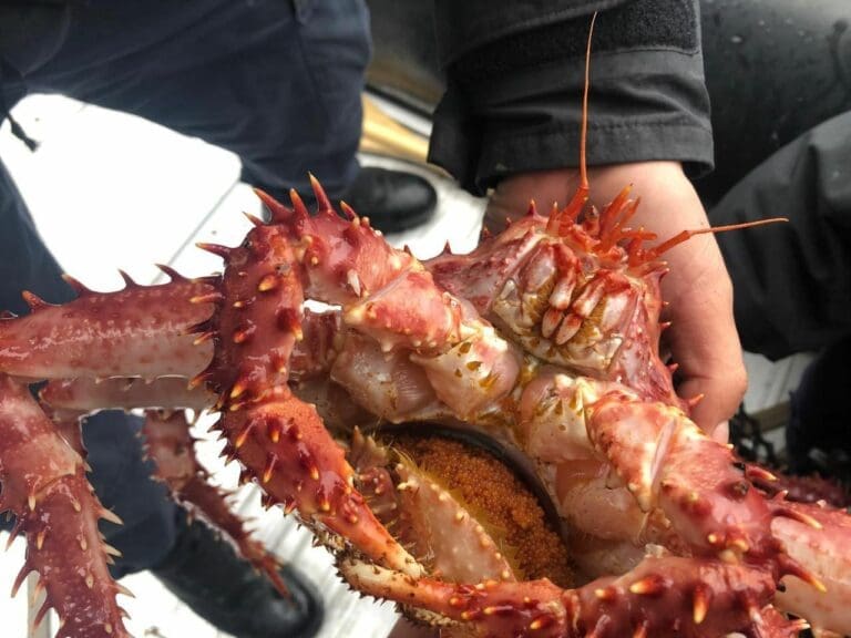 Sernapesca y Armada de Chile detectan captura ilegal de centollas en veda en islas Wollaston
