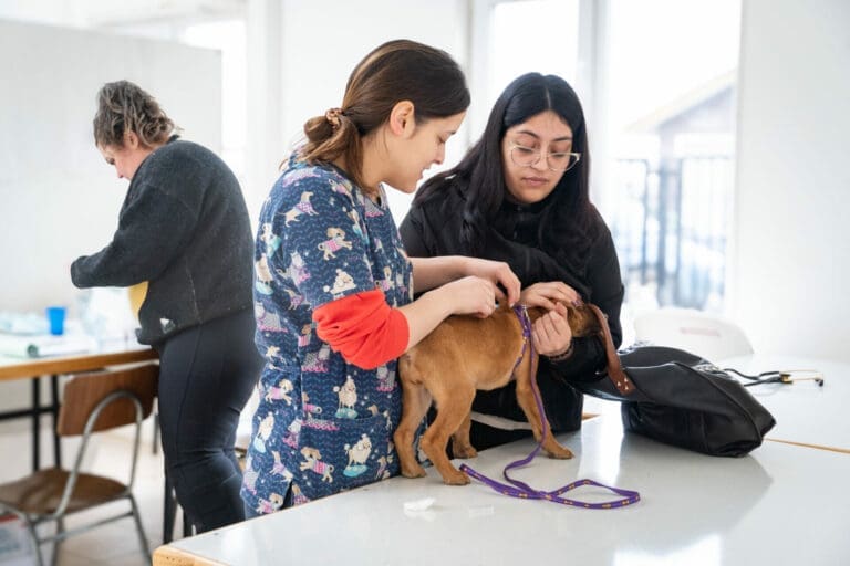 Municipalidad de Natales promueve la tenencia responsable de mascotas con importante proyecto de vacunación y microchip