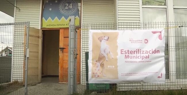 Municipalidad de Punta Arenas lanza nueva campaña de esterilización gratuita para 400 mascotas