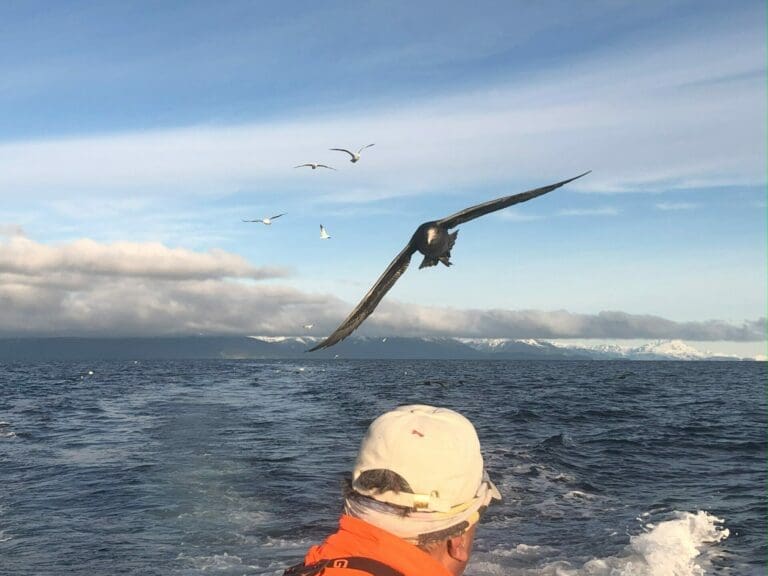 Estudio revela la relación recíproca entre aves marinas y pescadores artesanales en los canales subantárticos de Magallanes
