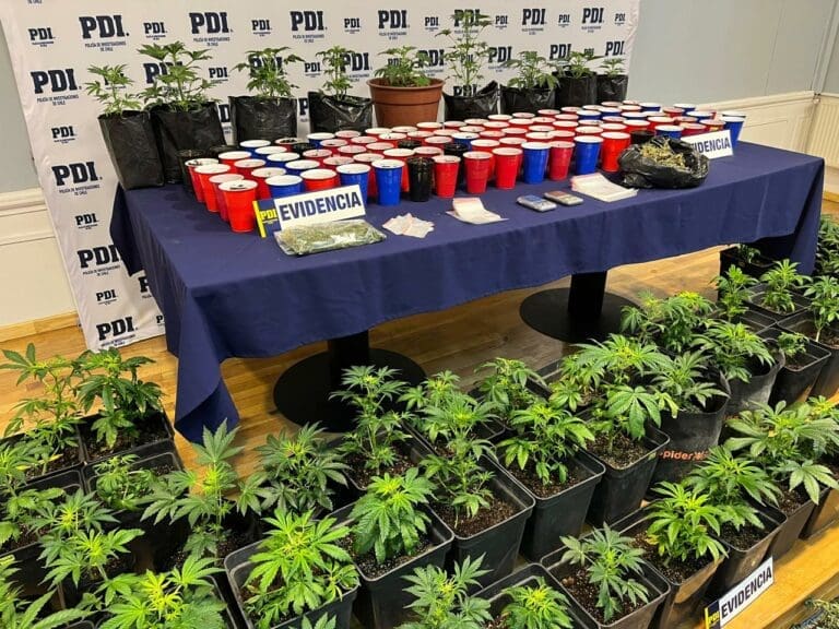 PDI incauta más de 20 millones de pesos en Cannabis Sativa en Punta Arenas