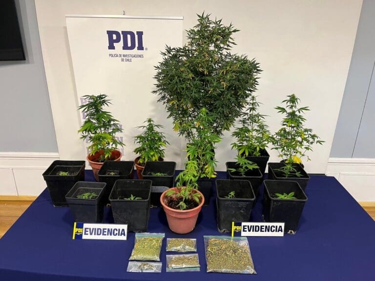 PDI detiene a hombre por cultivo de cannabis en Punta Arenas