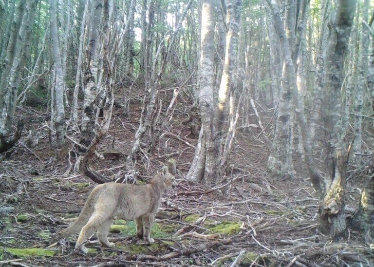 Detectan presencia de cachorro de puma en la Reserva Nacional Magallanes