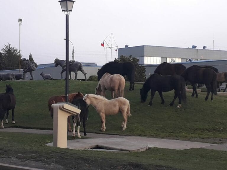 Retiran caballos sueltos en el bandejón central de avenida Bulnes en Punta Arenas