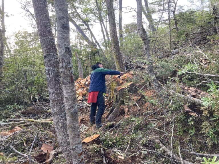 Funcionarios de Conaf Magallanes se capacitan en nuevo modelo de fiscalización para la protección del bosque nativo