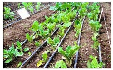 Abren convocatoria para proyectos innovadores en el sector agro en Magallanes