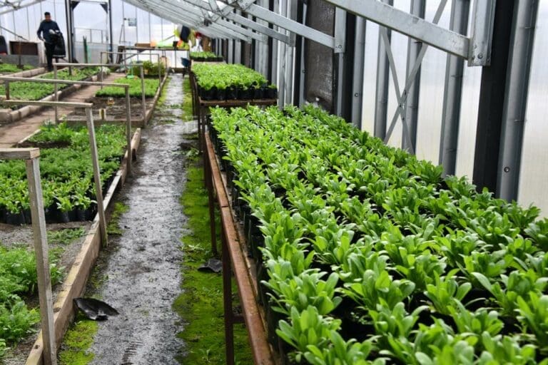 Vivero Municipal de Punta Arenas embellece la ciudad con más de 7.600 flores esta primavera