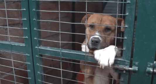 Canil municipal de Punta Arenas opera al máximo de su capacidad: urgen acciones para abordar casos de maltrato animal