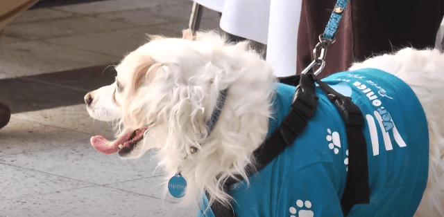 Más de 30 stands dieron vida a la Expo Mascotas 2024 en el Instituto Don Bosco