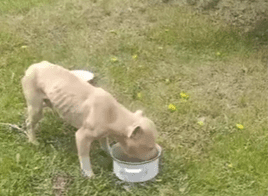 Grave caso de maltrato animal en Punta Arenas: perros pitbull en estado crítico de desnutrición y abandono