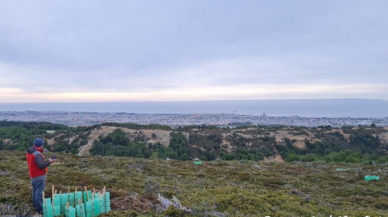 Conaf concluye con éxito proyectos de restauración y conservación en Magallanes bajo el programa “Siembra por Chile”