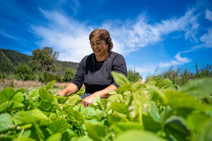 Nueva licitación de Convenio Marco abre oportunidades para pequeños productores agropecuarios