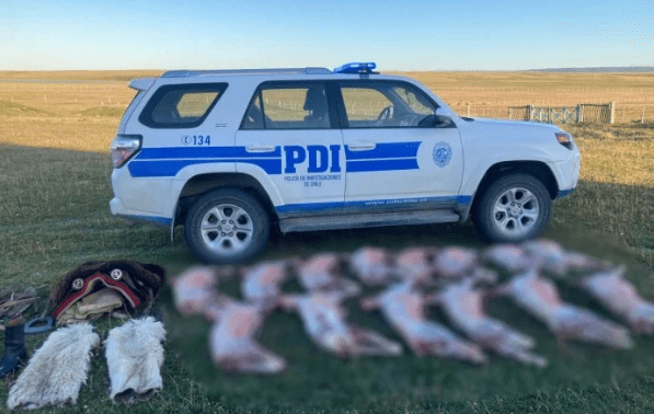 PDI detiene a sujeto por abigeato y beneficio clandestino en Tierra del Fuego