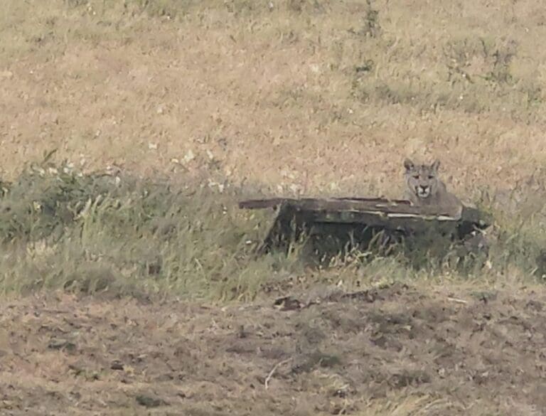 Puma es capturado y reinsertado con éxito en San Gregorio