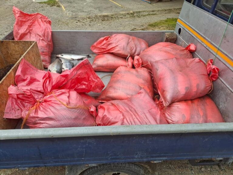 Carabineros decomisa 469 kilos de salmón sin procedencia en Ruta 9 Norte