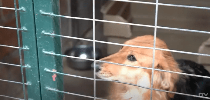 Aumentan denuncias por maltrato y abandono animal en la Región de Magallanes