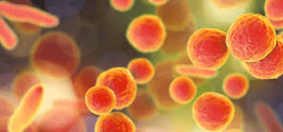 Caso de infección por Mycoplasma en Punta Arenas genera preocupación y llama a la prevención