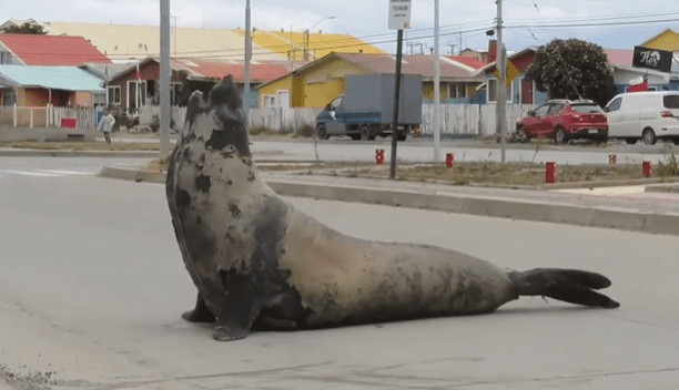 Elefante marino avistado en la Bahía Chilota de Porvenir es devuelto al mar