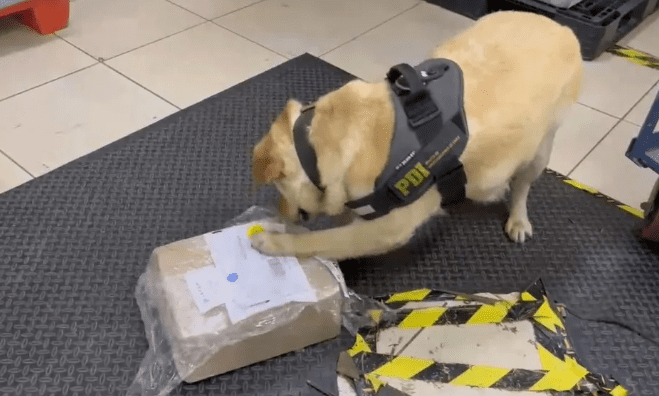 Incautación de droga en empresa de encomiendas de Punta Arenas gracias a ejemplar canino “Haru”