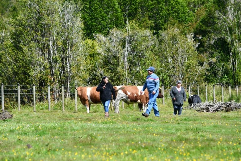 Conadi abre postulaciones online para subsidio de compra de tierras indígenas