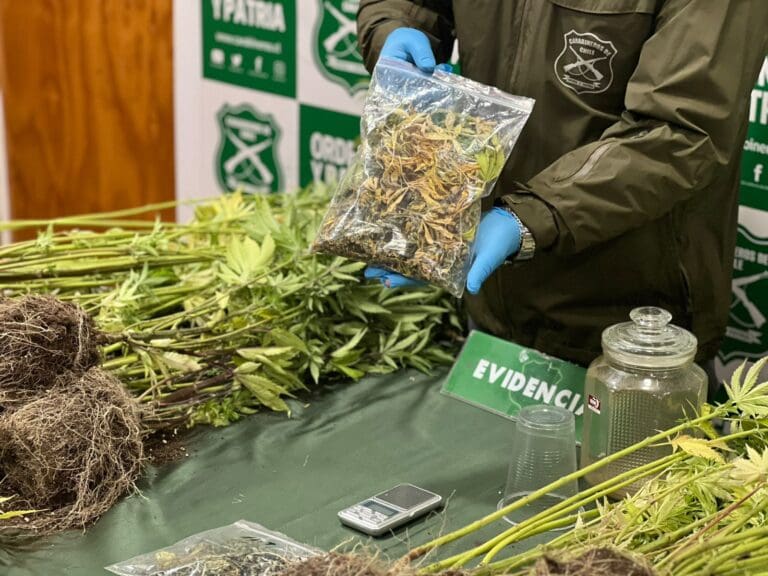 Desarticulan cultivo de cannabis en Punta Arenas: OS7 de Carabineros incauta 50 plantas y detiene a un involucrado